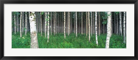 Framed Birch Forest, Punkaharju, Finland Print