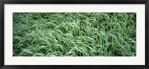 Framed High angle view of grass, Montana, USA Print