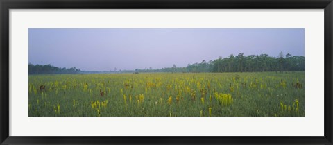 Framed Yellow Trumpet Pitcher Plants In A Field, Apalachicola National Forest, Florida, USA Print