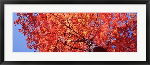Framed Low Angle View Of A Maple Tree, Acadia National Park, Mount Desert Island, Maine, USA Print