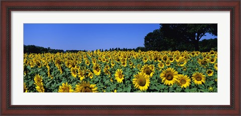 Framed Sunflowers In A Field, Provence, France Print