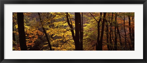 Framed Mid Section View Of Trees, Littlebeck, North Yorkshire, England, United Kingdom Print