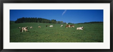 Framed Herd of cows grazing in a field, St. Peter, Black Forest, Germany Print