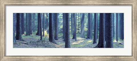 Framed Trees in a forest, South Bohemia, Czech Republic Print