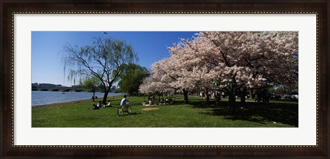 Framed Group of people in a garden, Cherry Blossom, Washington DC, USA Print
