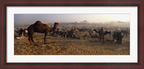 Framed Camels in a fair, Pushkar Camel Fair, Pushkar, Rajasthan, India Print