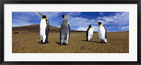 Framed Four King penguins standing on a landscape, Falkland Islands (Aptenodytes patagonicus) Print