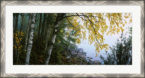 Framed Birch trees in a forest, Puumala, Finland Print