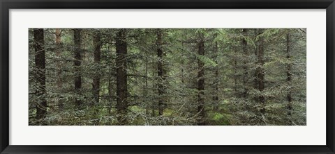 Framed Trees in a forest, Spruce Forest, Joutseno, Finland Print