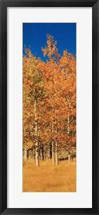 Framed Aspen Trees, Lee Vining, California Print