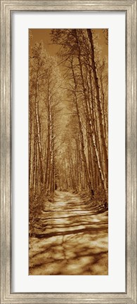 Framed Trees along a road, Log Cabin Gold Mine, Eastern Sierra, Californian Sierra Nevada, California, USA Print