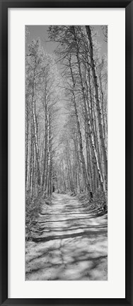 Framed Trees along a road, Log Cabin Gold Mine, Eastern Sierra, Californian Sierra Nevada, California (black and white) Print