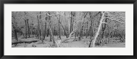 Framed Snow Covered Trees in Alberta, Canada Print