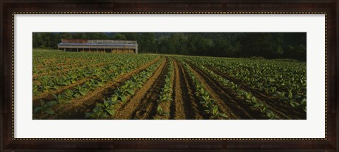 Framed Tobacco Field in North Carolina Print