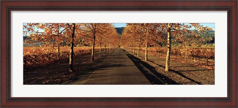 Framed Vineyards along a road, Beaulieu Vineyard, Napa Valley, California, USA Print
