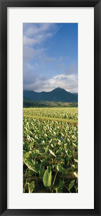 Framed Taro crop in a field, Hanalei Valley, Kauai, Hawaii, USA Print