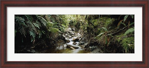 Framed Stream flowing in a forest, Milford Sound, Fiordland National Park, South Island, New Zealand Print