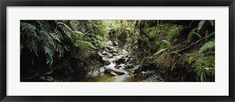 Framed Stream flowing in a forest, Milford Sound, Fiordland National Park, South Island, New Zealand Print