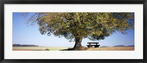 Framed Empty bench under a tree, Baden-Wurttemberg, Germany Print