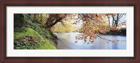 Framed Trees along a river, River Dart, Bickleigh, Mid Devon, Devon, England Print
