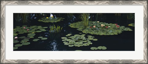 Framed Water lilies in a pond, Denver Botanic Gardens, Denver, Colorado, USA Print