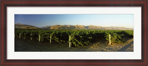 Framed Vineyard on a landscape, Santa Ynez Valley, Santa Barbara County, California, USA Print