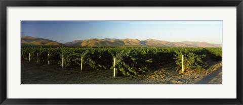 Framed Vineyard on a landscape, Santa Ynez Valley, Santa Barbara County, California, USA Print