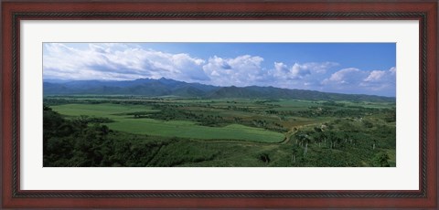 Framed High angle view of sugar cane fields, Cienfuegos, Cienfuegos Province, Cuba Print