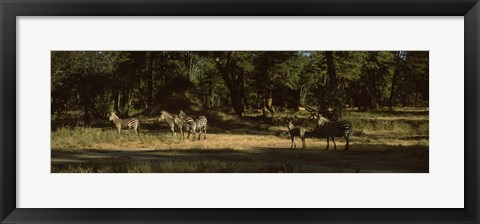 Framed Herd of zebras in a forest, Hwange National Park, Matabeleland North, Zimbabwe Print