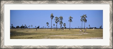 Framed Giraffes (Giraffa camelopardalis) in a national park, Hwange National Park, Matabeleland North, Zimbabwe Print