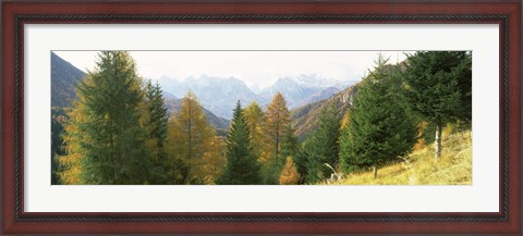 Framed Larch trees with a mountain range in the background, Dolomites, Cadore, Province of Belluno, Veneto, Italy Print