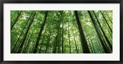 Framed Low angle view of beech trees, Baden-Wurttemberg, Germany Print