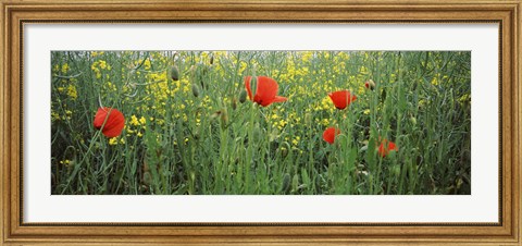 Framed Poppies blooming in oilseed rape (Brassica napus) field, Baden-Wurttemberg, Germany Print
