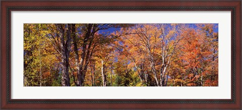 Framed Trees in autumn, Vermont, USA Print