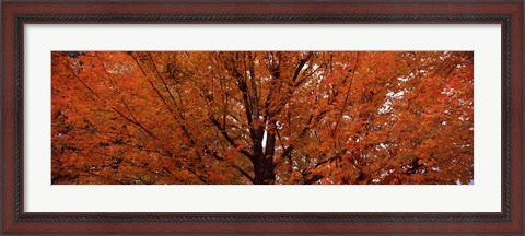 Framed Maple tree in autumn, Vermont, USA Print