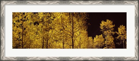 Framed Aspen trees in autumn with night sky, Colorado, USA Print