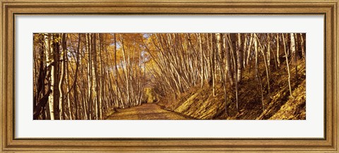 Framed Road in the Forest, Colorado Print