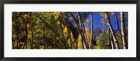 Framed Aspen trees with mountains in the background, Maroon Bells, Aspen, Pitkin County, Colorado, USA Print