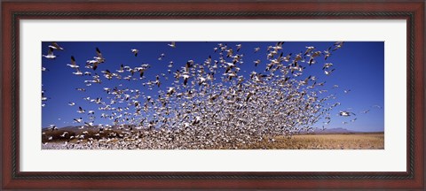 Framed Snow Geest, Bosque del Apache National Wildlife Reserve, New Mexico, USA Print