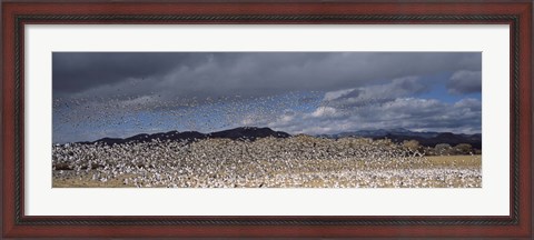 Framed Flock of Snow Geese Flying Under a Cloudy Sky, Bosque del Apache National Wildlife Reserve, New Mexico Print