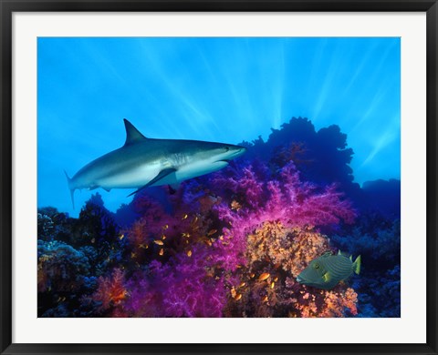 Framed Caribbean Reef shark (Carcharhinus perezi) and Soft corals in the ocean Print