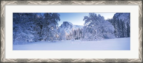 Framed Oak trees and rock formations covered with snow, Half Dome, Yosemite National Park, California Print