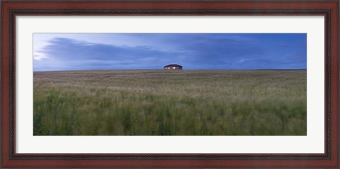 Framed Barley field with a house in the background, Orkney Islands, Scotland Print