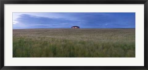 Framed Barley field with a house in the background, Orkney Islands, Scotland Print