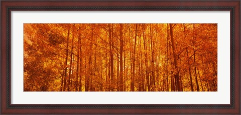 Framed Aspen trees at sunrise in autumn, Colorado (horizontal) Print