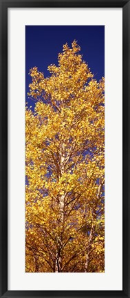 Framed Low angle view of aspen trees in autumn, Colorado Print