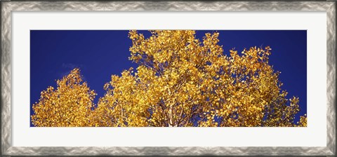 Framed Aspen trees against a Blue Sky, Colorado Print