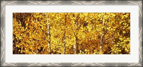 Framed Aspen trees with yellow foliage, Colorado, USA Print