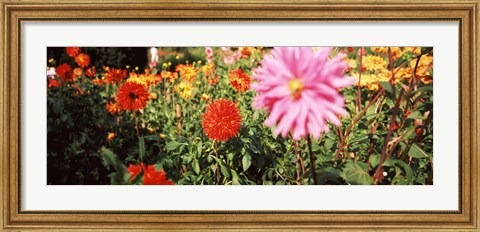 Framed Dahlia flowers in a park, Stuttgart, Baden-Wurttemberg, Germany Print