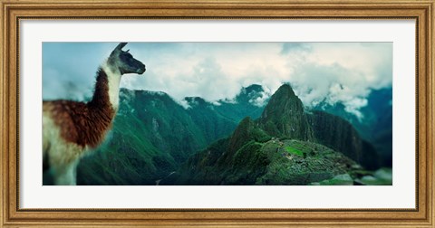 Framed Alpaca (Vicugna pacos) on a mountain with an archaeological site in the background, Inca Ruins, Machu Picchu, Cusco Region, Peru Print